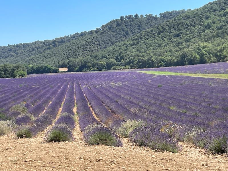 The Lavender Fields Of Provence